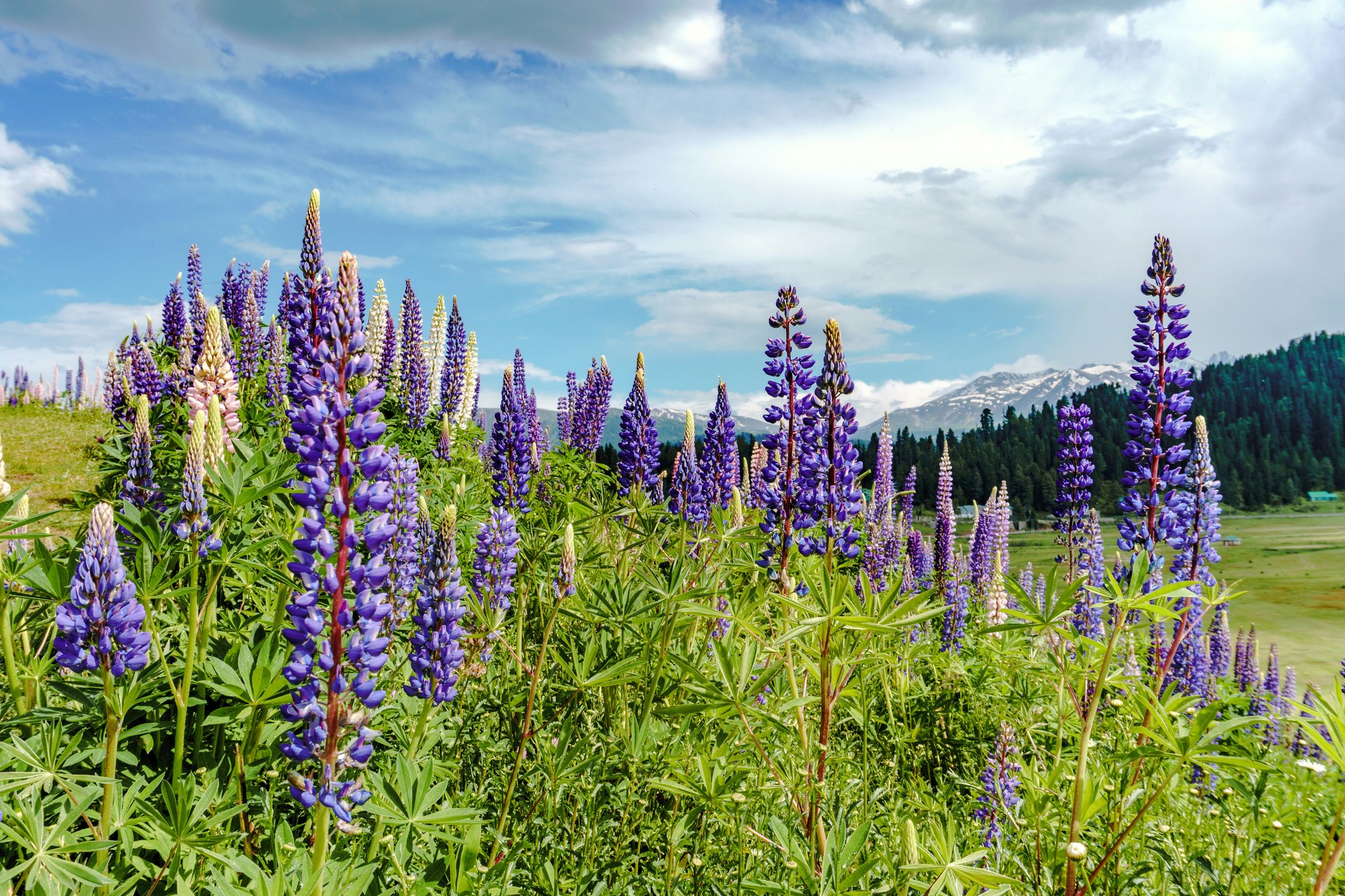 Romantic Kashmir tour - lupin flowers in Gulmarg meadow with snow peaks