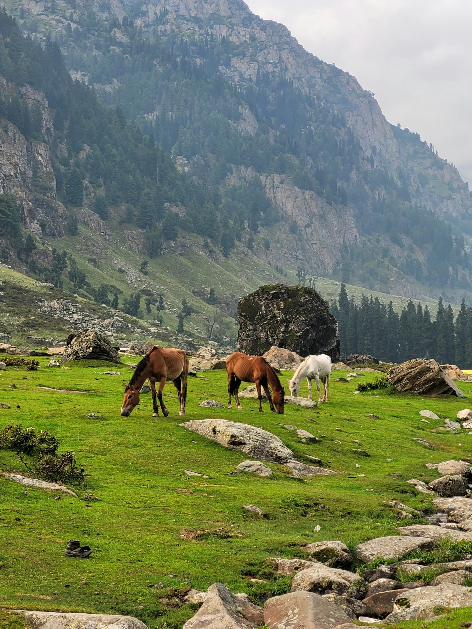 Sonmarg Kashmir mountain meadow