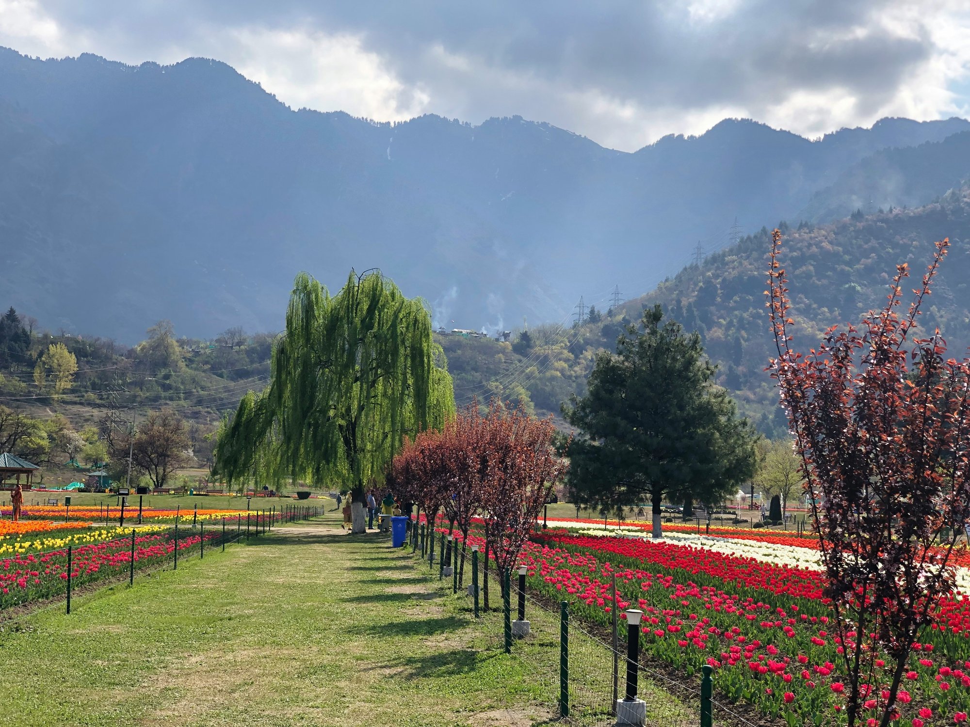Tulip Garden Srinagar spring bloom